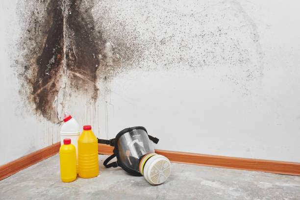 Attic Mold Removal in Ocean Springs, MS